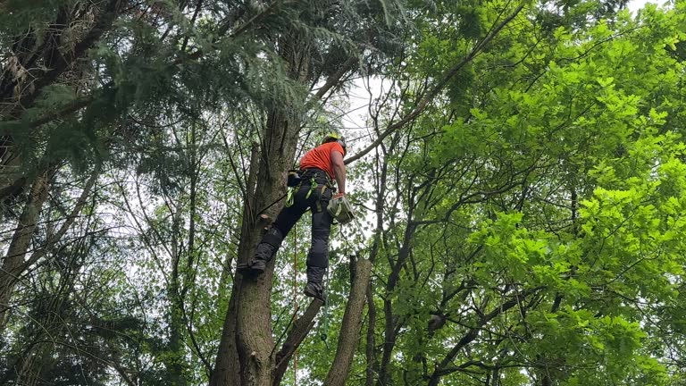 Best Emergency Tree Removal  in Shallotte, NC